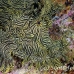 rhinopias_lacy_crci_mb_h_0390_png3323.jpg